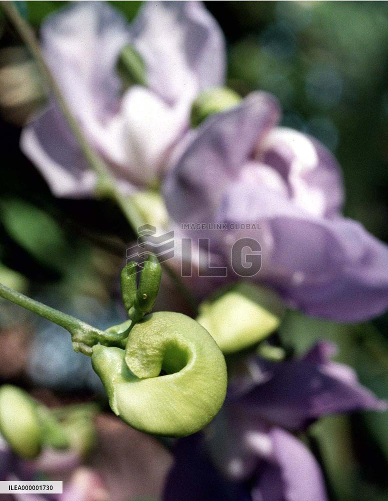 Snailflower blooms