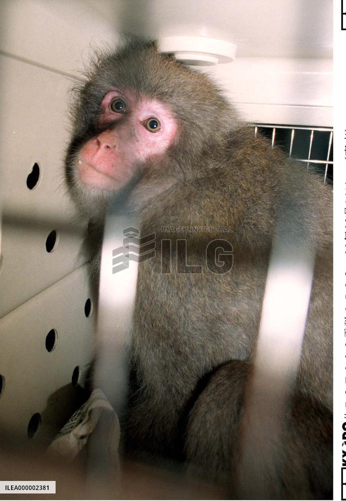 Wild monkey captured in downtown Tokyo