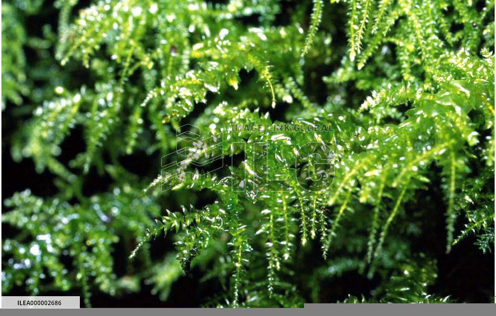 Chinese moss found for 1st time in Japan