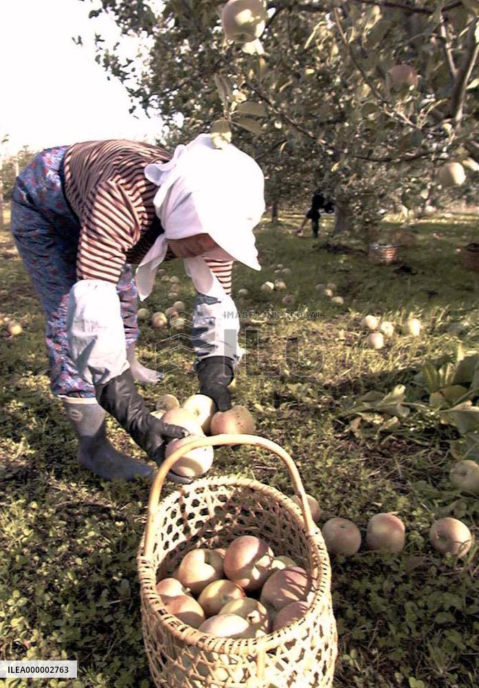 Typhoon No. 18 damages apple growers in northeastern Japan