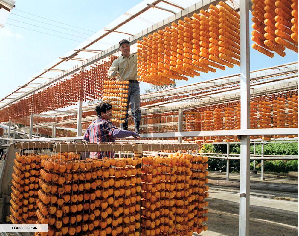 Drying persimmons in peak season