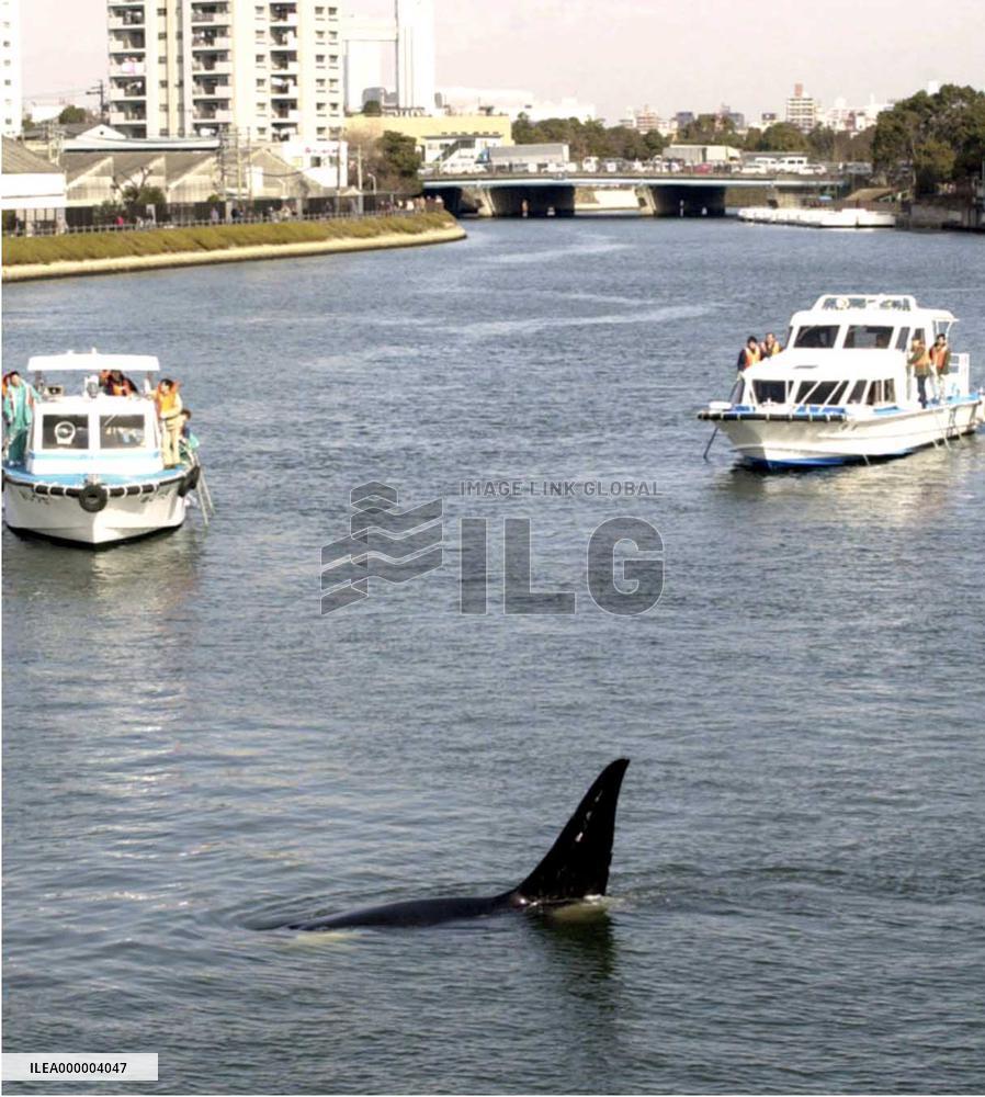 Maritime experts try to drive killer whale out of port