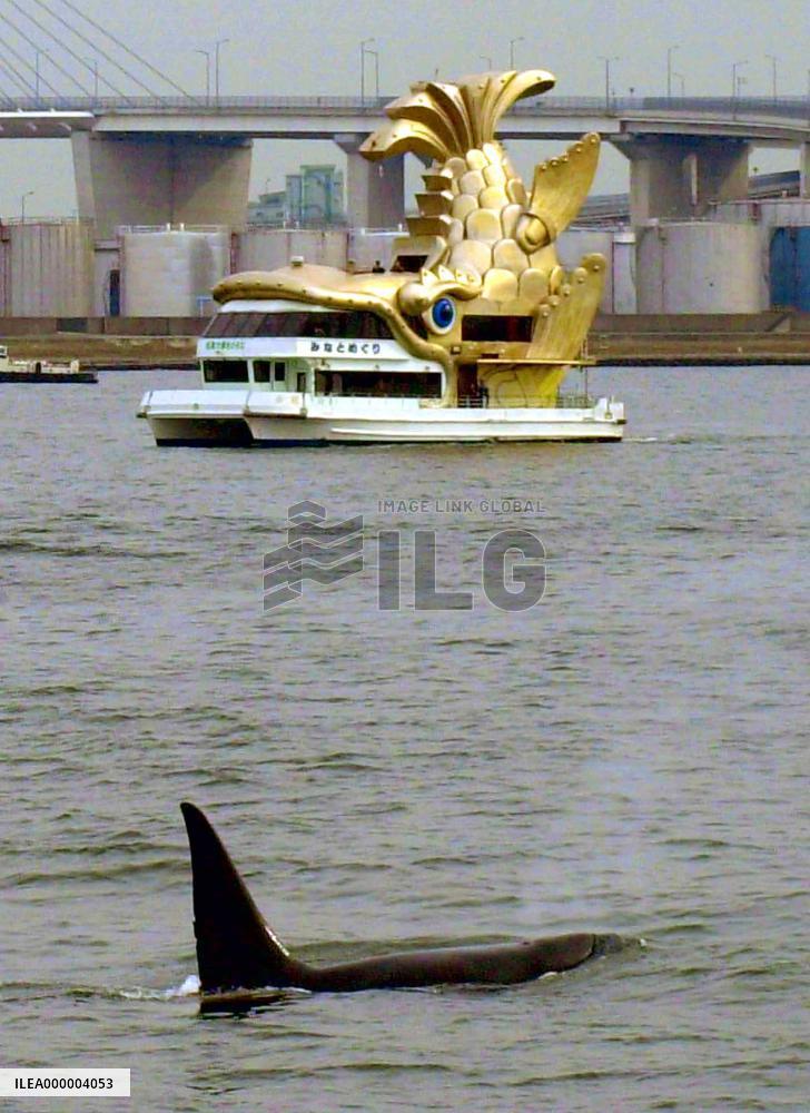 Stray orca swims back to the ocean