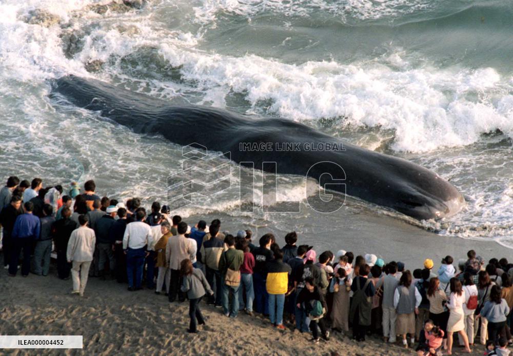 Beached whale dies despite rescue efforts