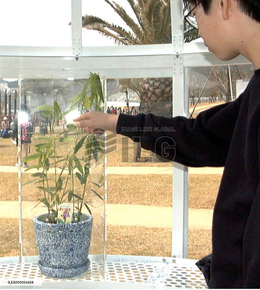 Telegraph plants prove a hit at flora show