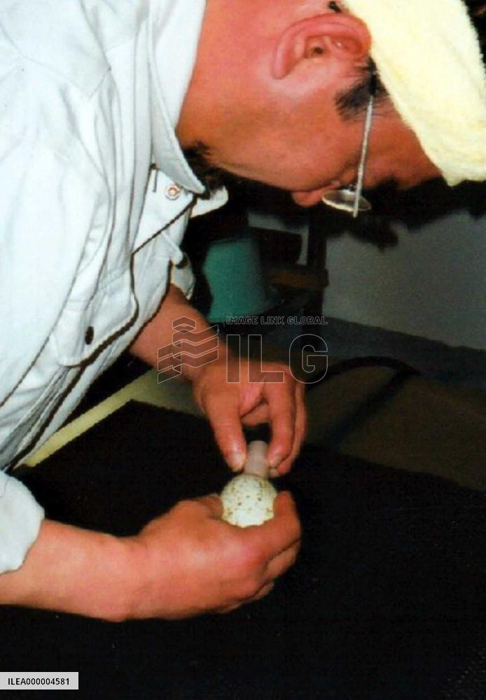 2 eggs laid by Chinese-donated ibis possibly fertilized