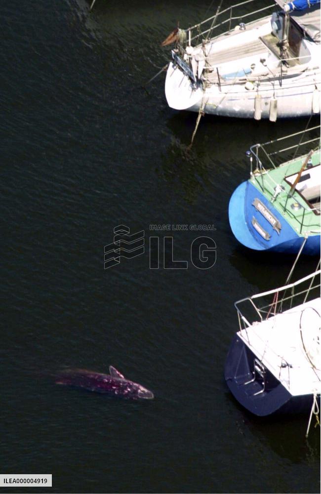 Injured whale spotted in Yokohama harbor