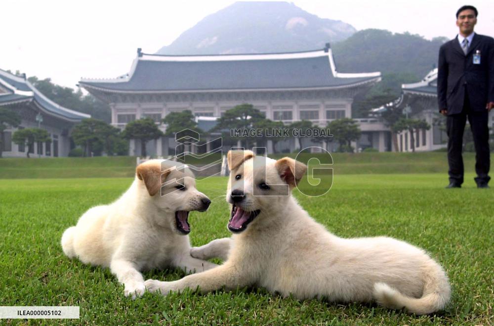 2 dogs gifted to S. Korea by N. Korean leader Kim Jong Il