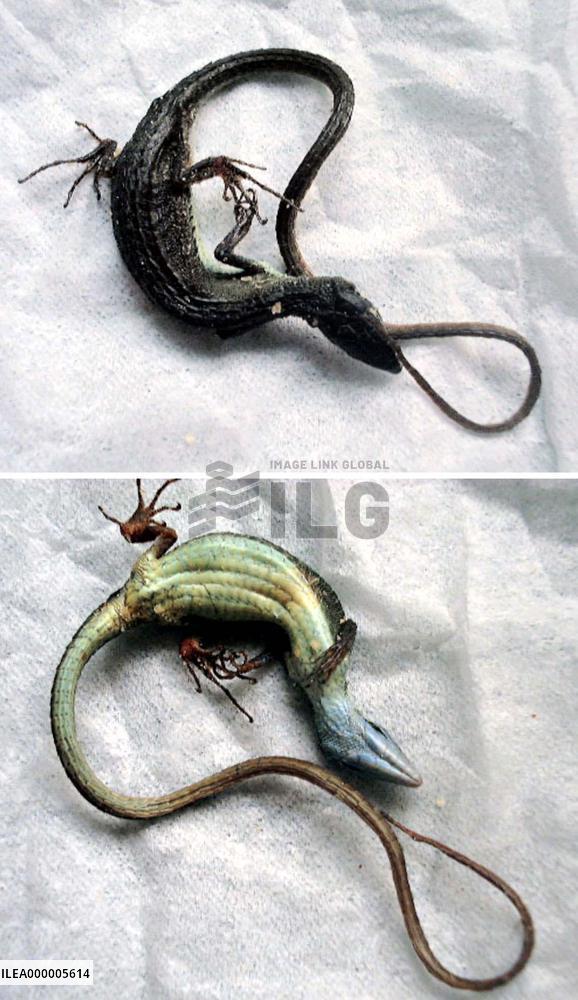 Lizard found in Calbee potato chips