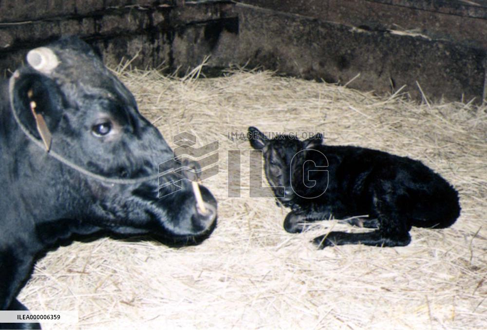 World's 2nd calf born using sperm of cloned bull