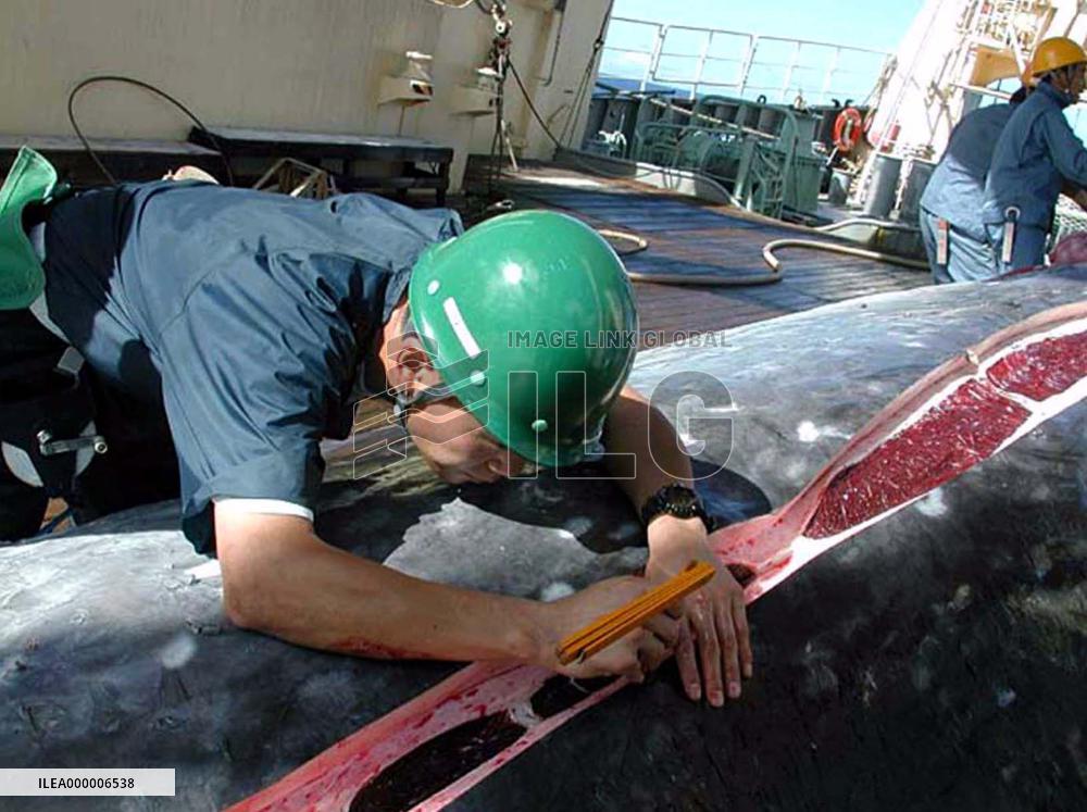 Japan registers DNA for whales caught in 'research whaling'