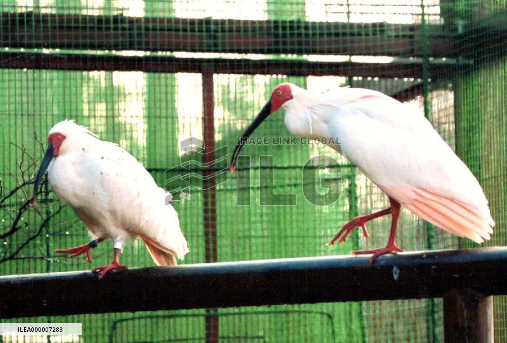 Ibises show signs of entering mating season