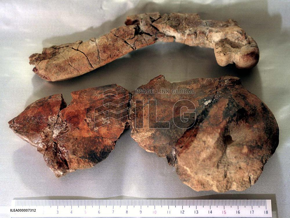 World's largest seabird fossil unearthed in Japan