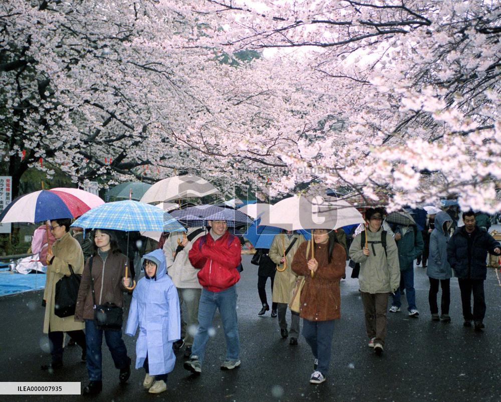 Snow falls on cherry blossoms