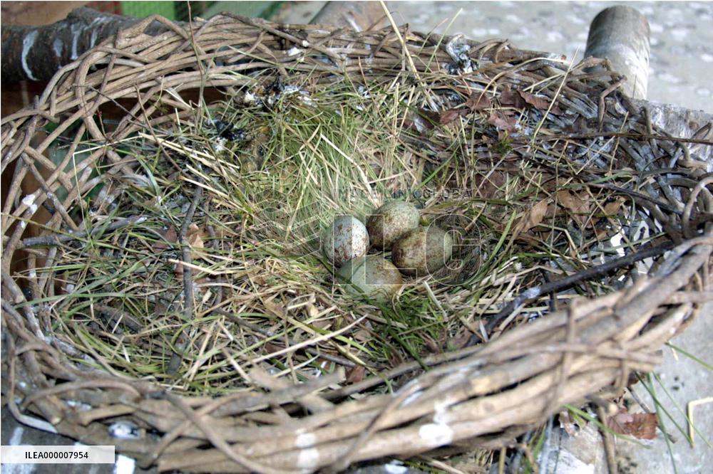 Crested ibis Mei Mei lays four eggs