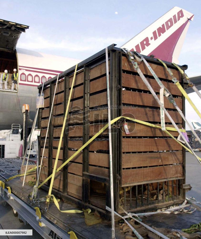 Elephant calf from India arrives at Tokyo zoo