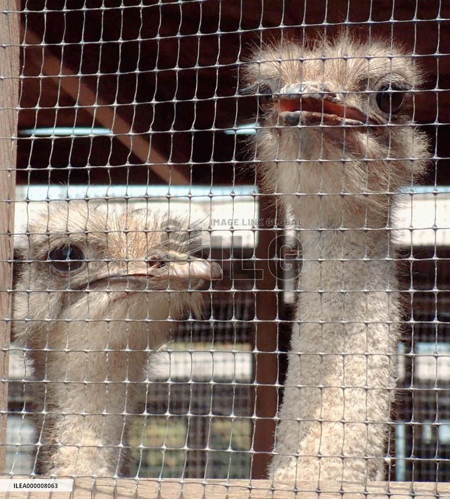 (4) Ostrich meat gaining popularity