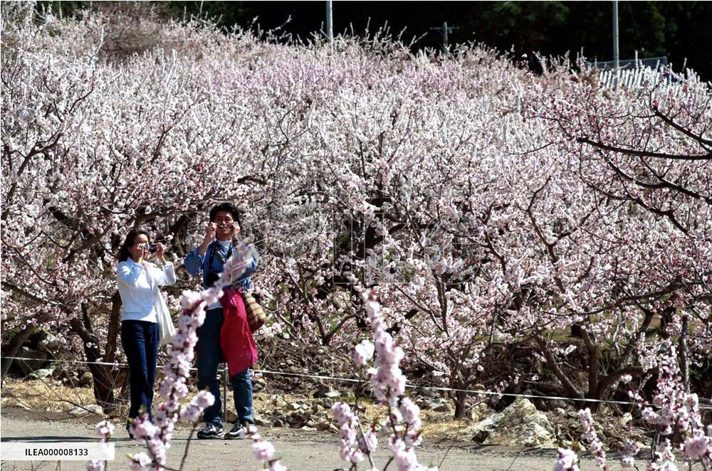 Apricot flowers in full bloom in Nagano