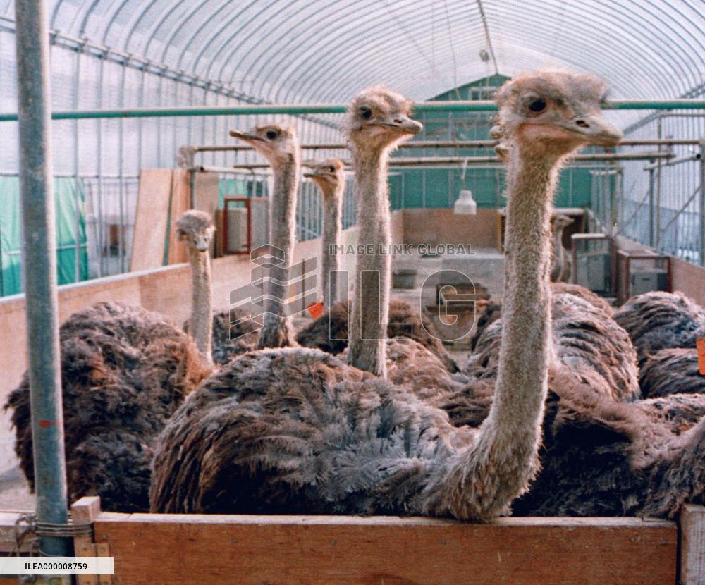 (3) Ostrich meat gaining popularity