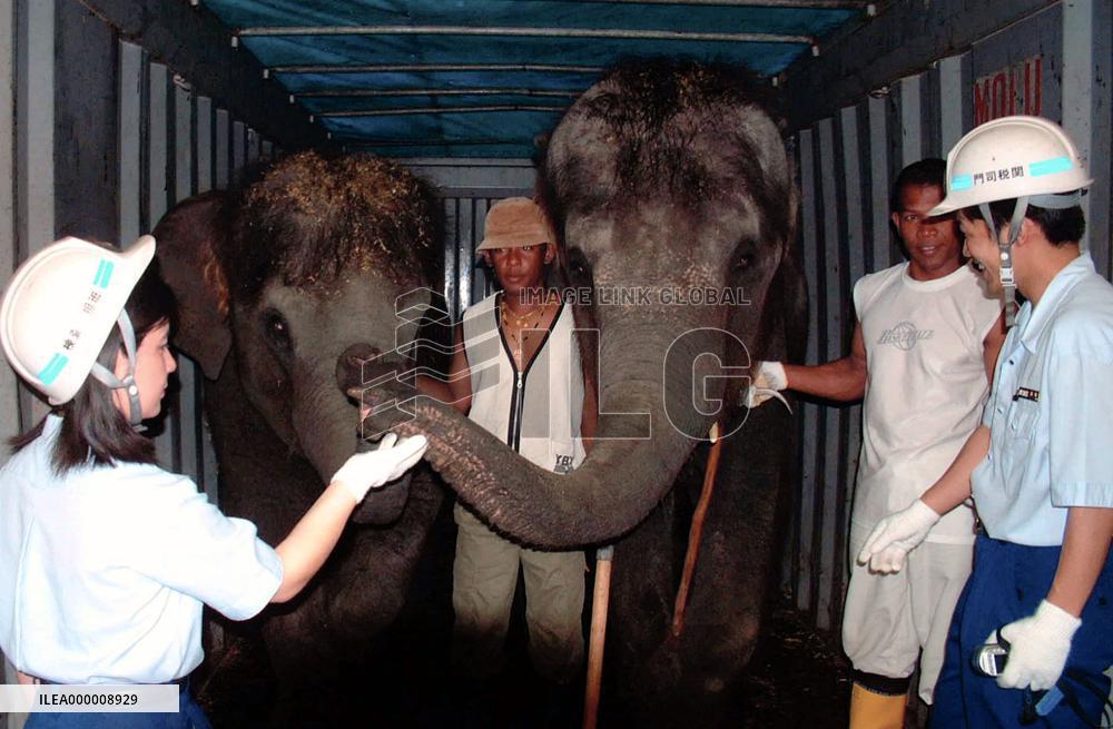 2 circus elephants from Thailand ready to go home