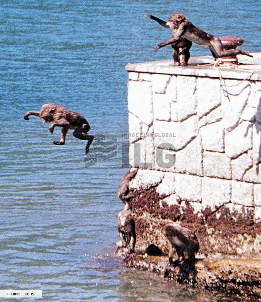 Heat wave sends Wakayama wild monkeys to ocean