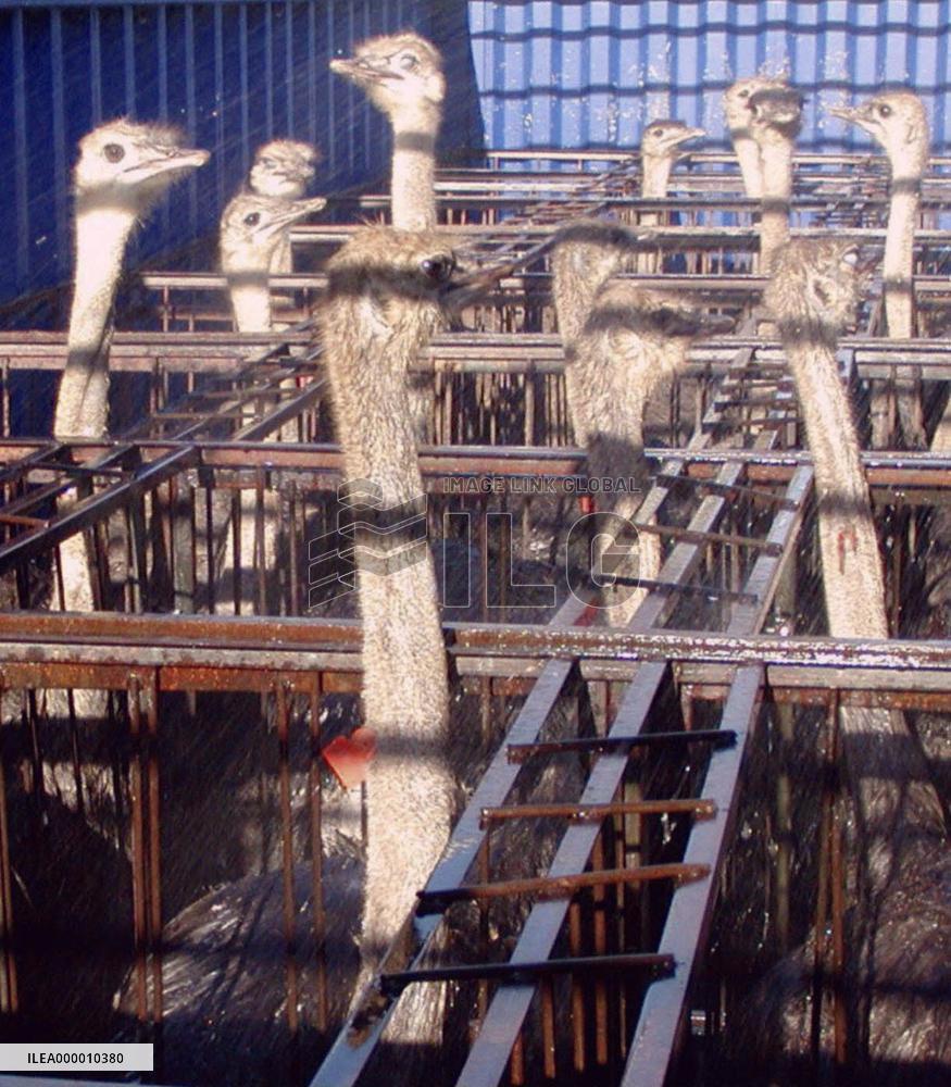 (2) Ostrich meat gaining popularity