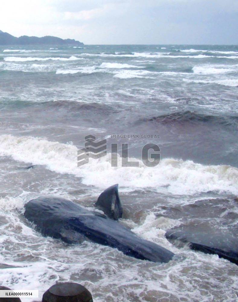 14 beached whales found in Kagoshima Pref.