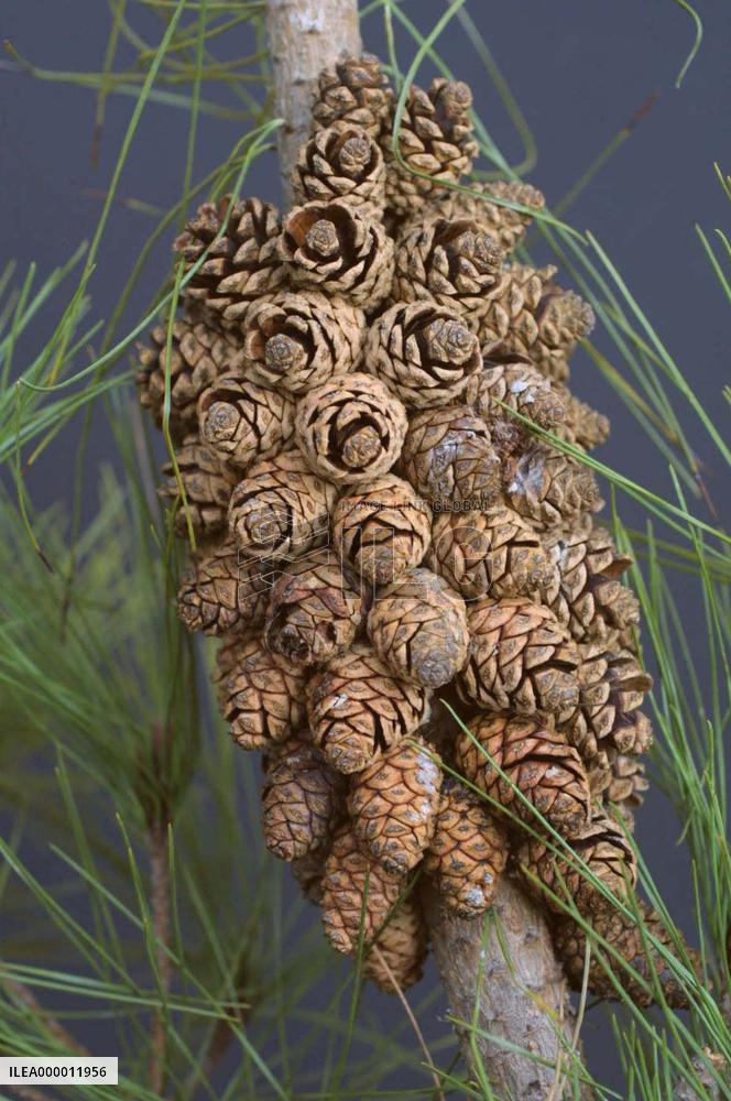 Red pine holding some 70 cones found