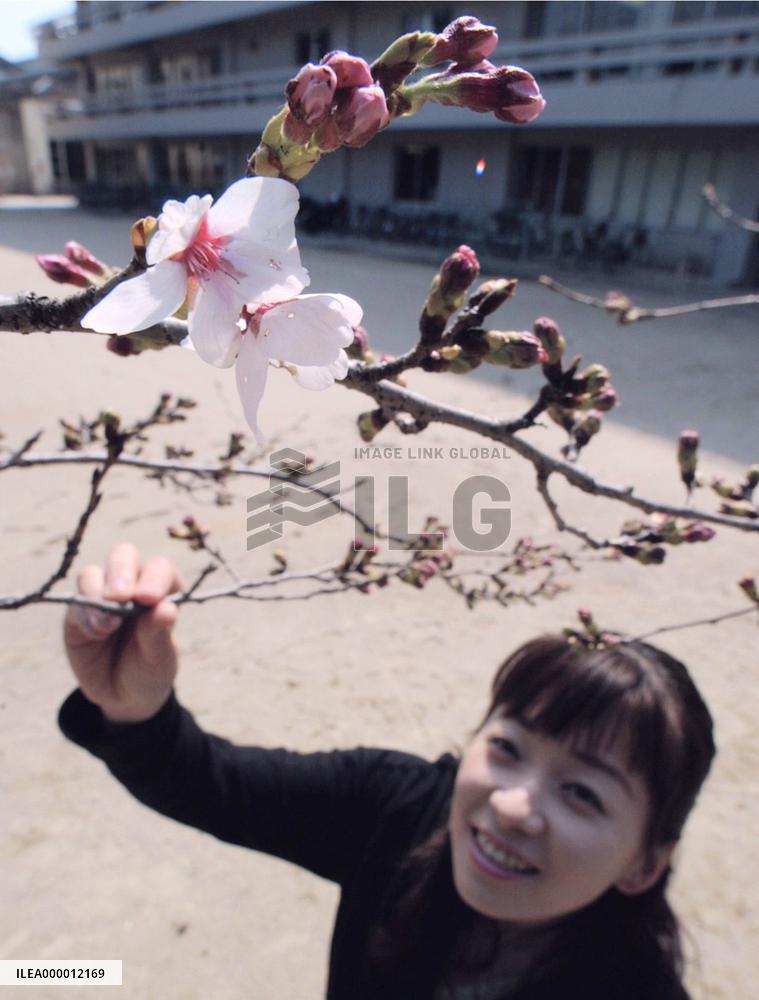 Cherry blossoms out in Fukuoka