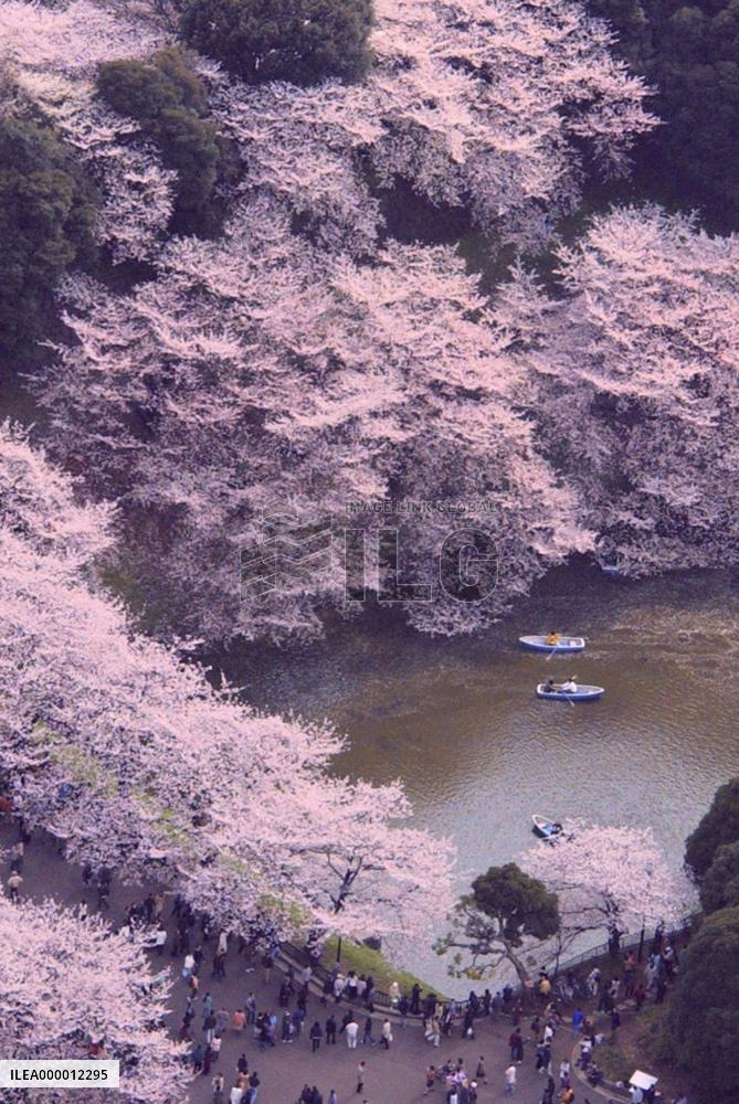 Cherry blossoms in full bloom