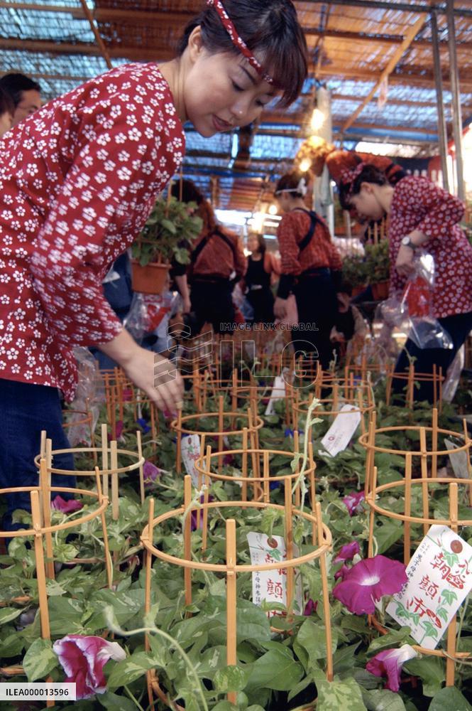 Annual morning-glory market begins