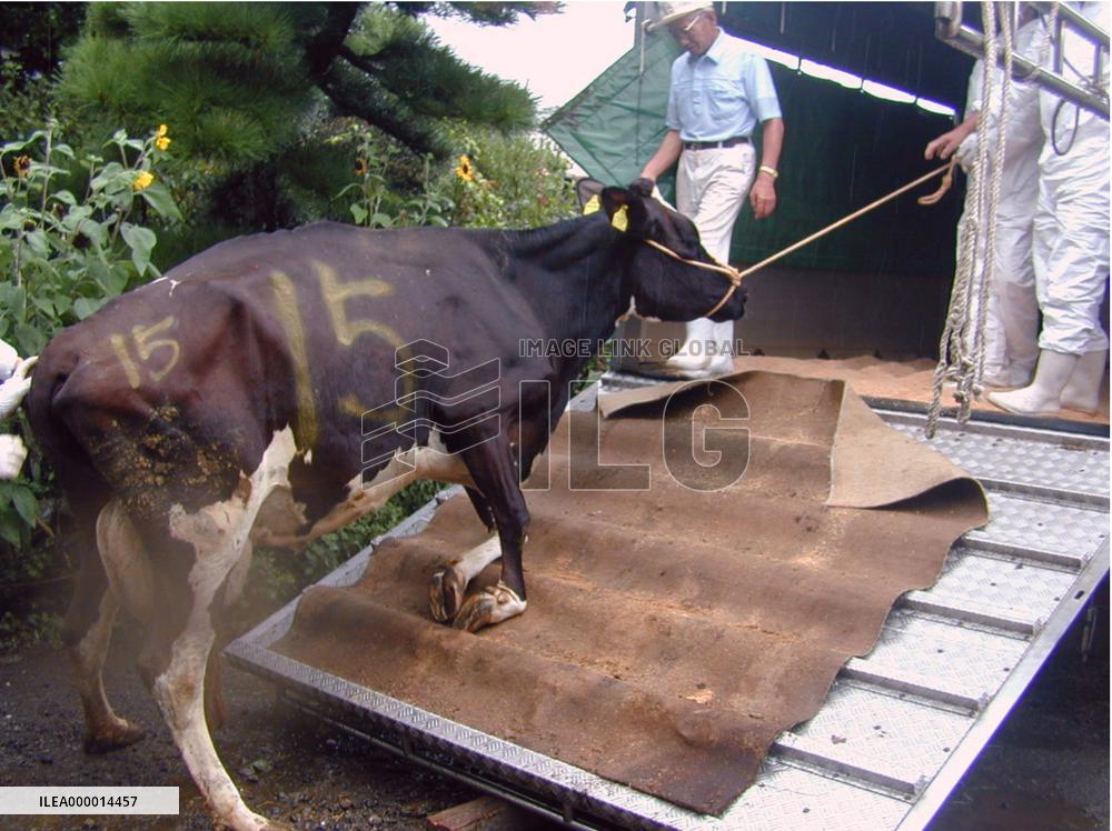 Kanagawa to destroy 37 cows on farm in latest BSE case