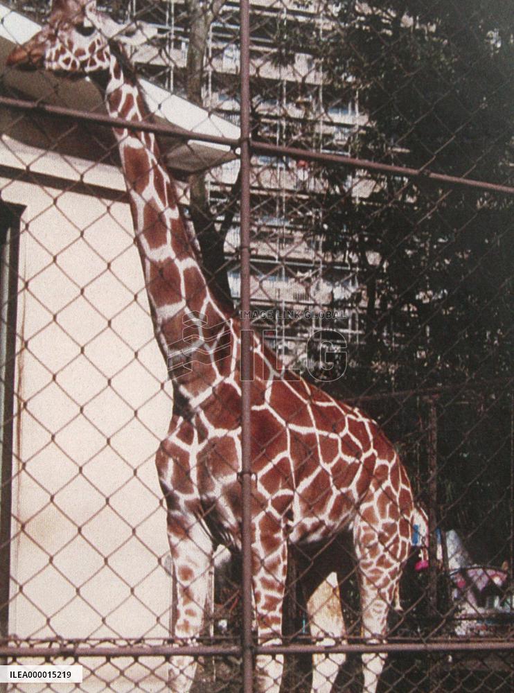 Japan's oldest giraffe dies from natural causes