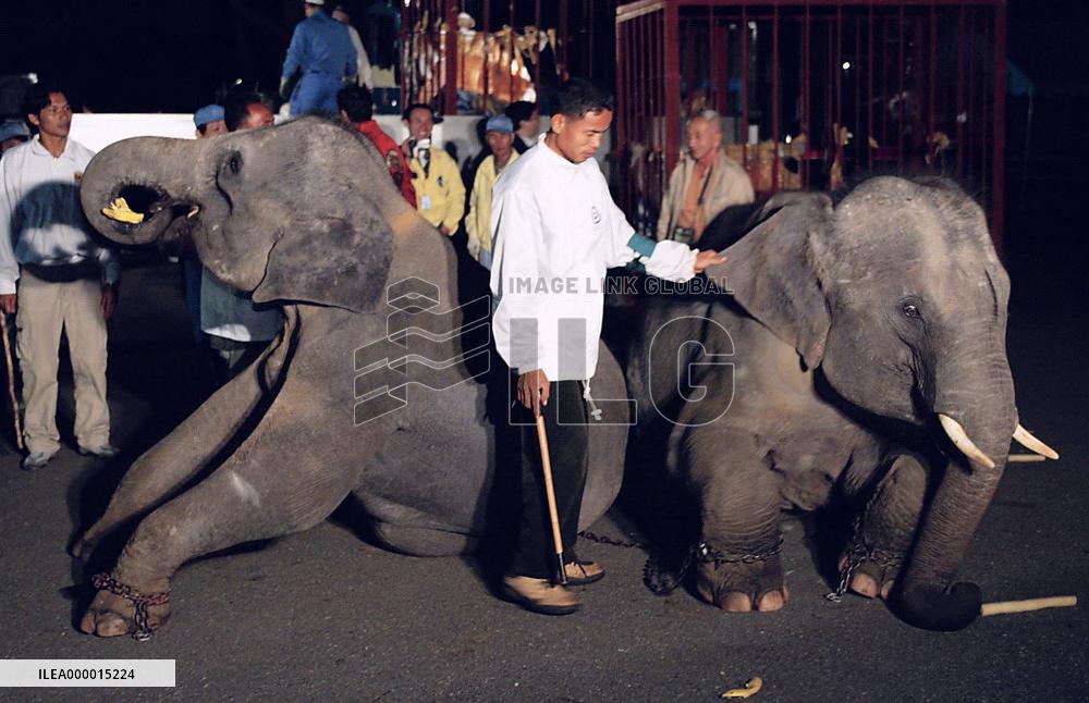 (3) 2 Thai young elephants arrive in Japan