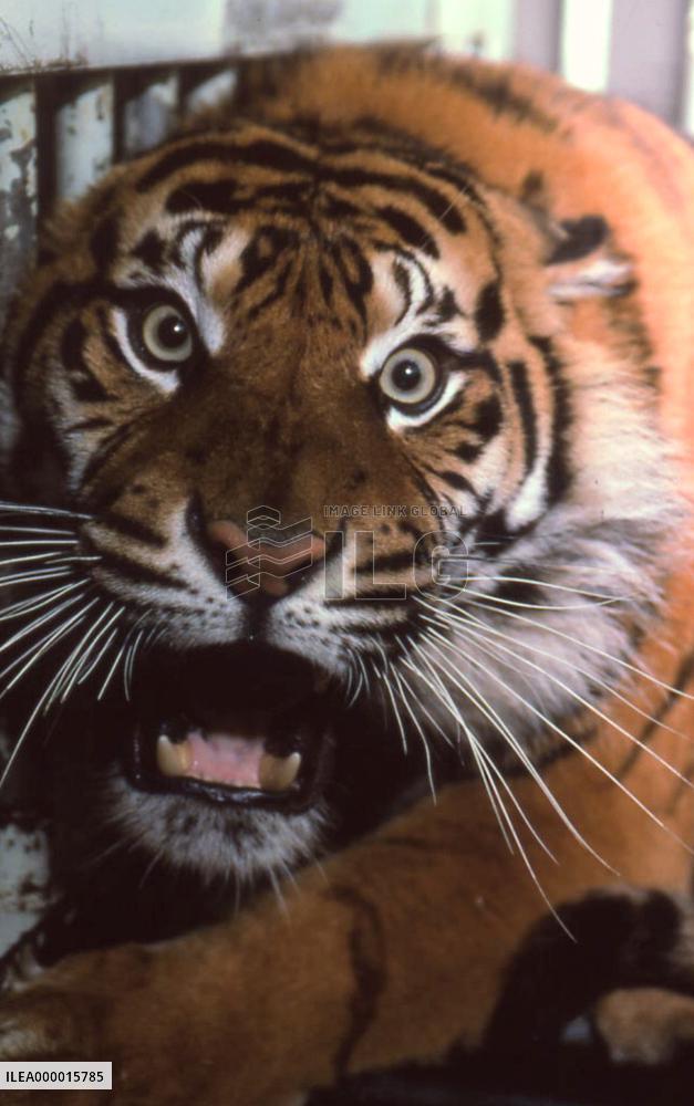 Sumatran tiger at Tokyo zoo dies of kidney failure at age 10