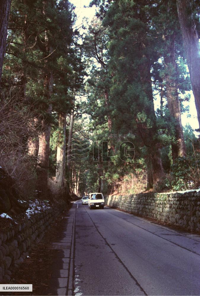 (2)World's longest tree-lined avenue in Tochigi under threat