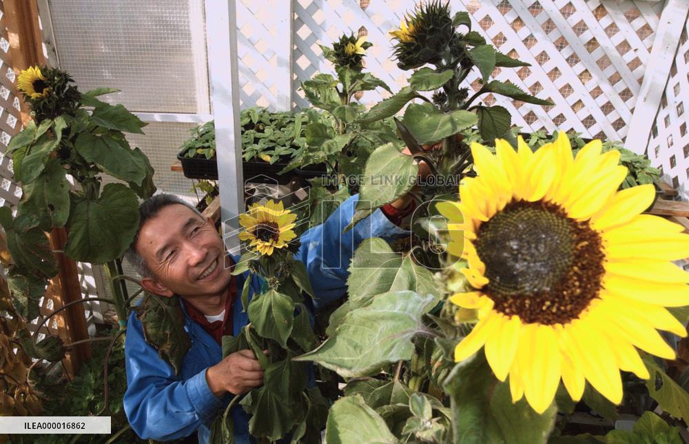 Winter sunflowers to be dedicated at Kobe quake anniversary