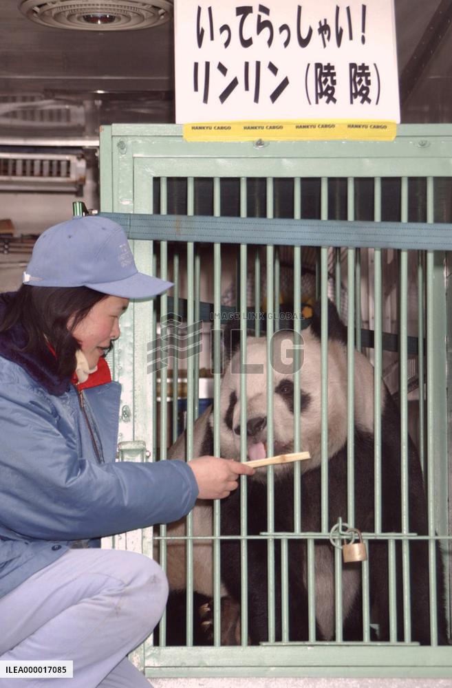 Panda leaves Tokyo for Mexico on mating mission