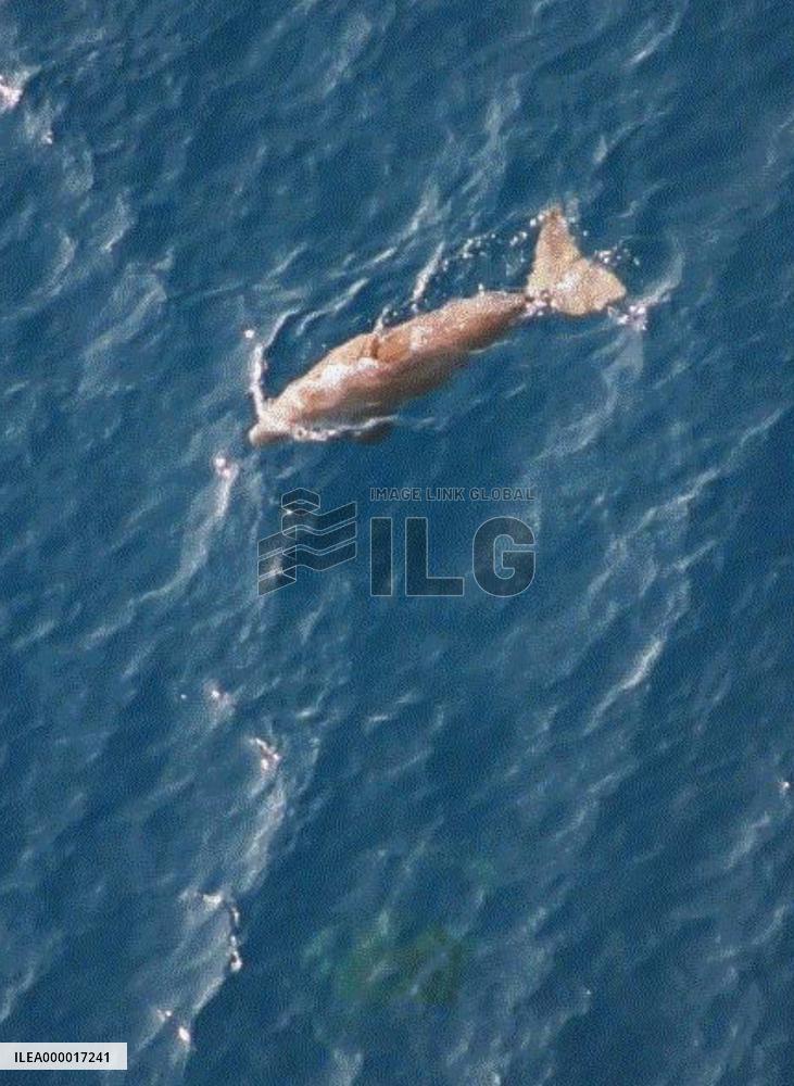 Dugong spotted in Pacific off Nago