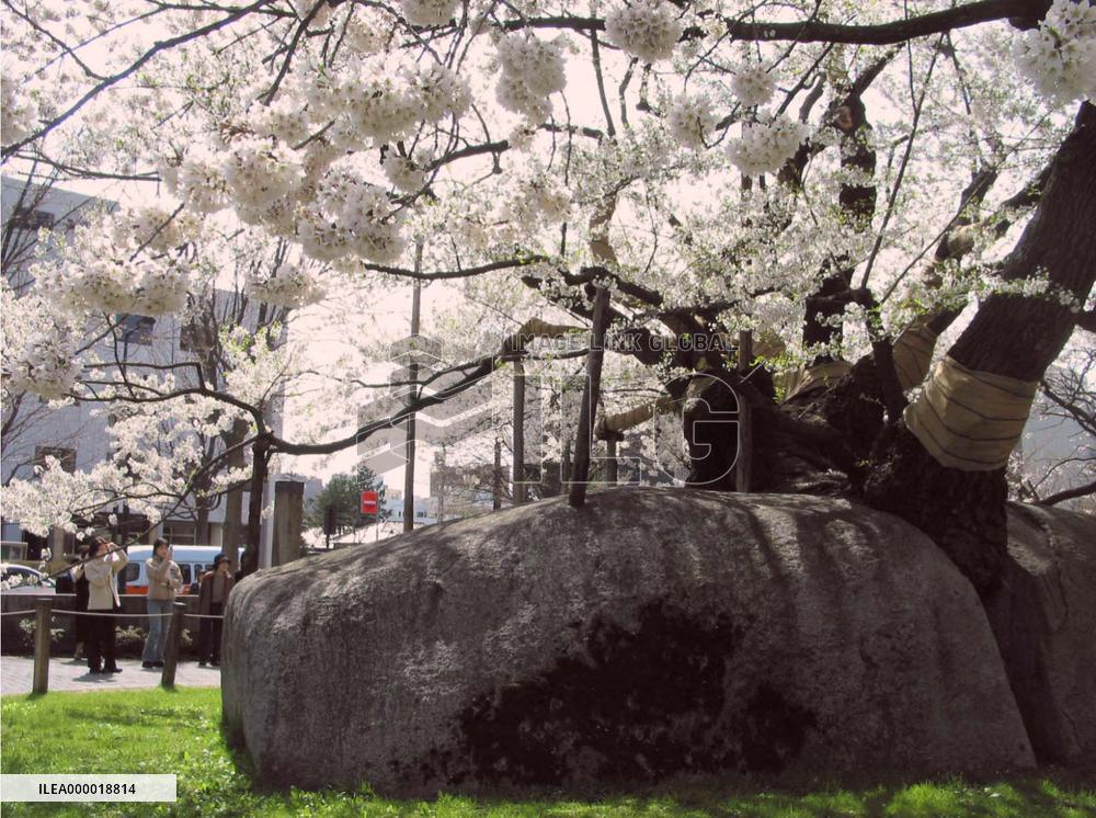 'Stone-breaking' cherry tree blossoming