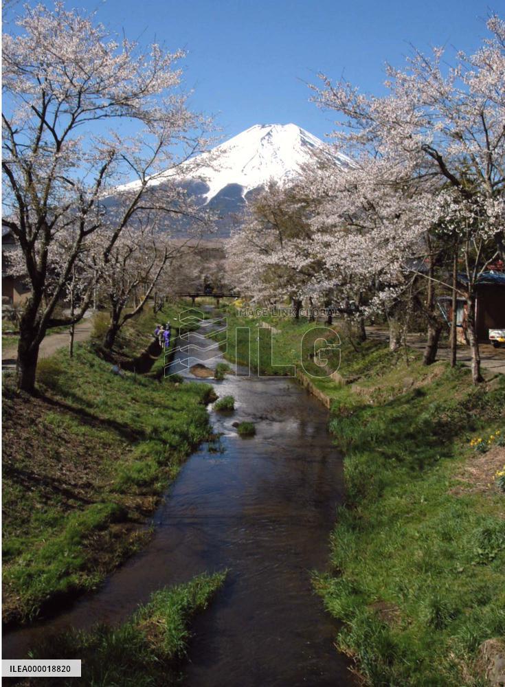 Cherry blossoms out at foot of Mt. Fuji