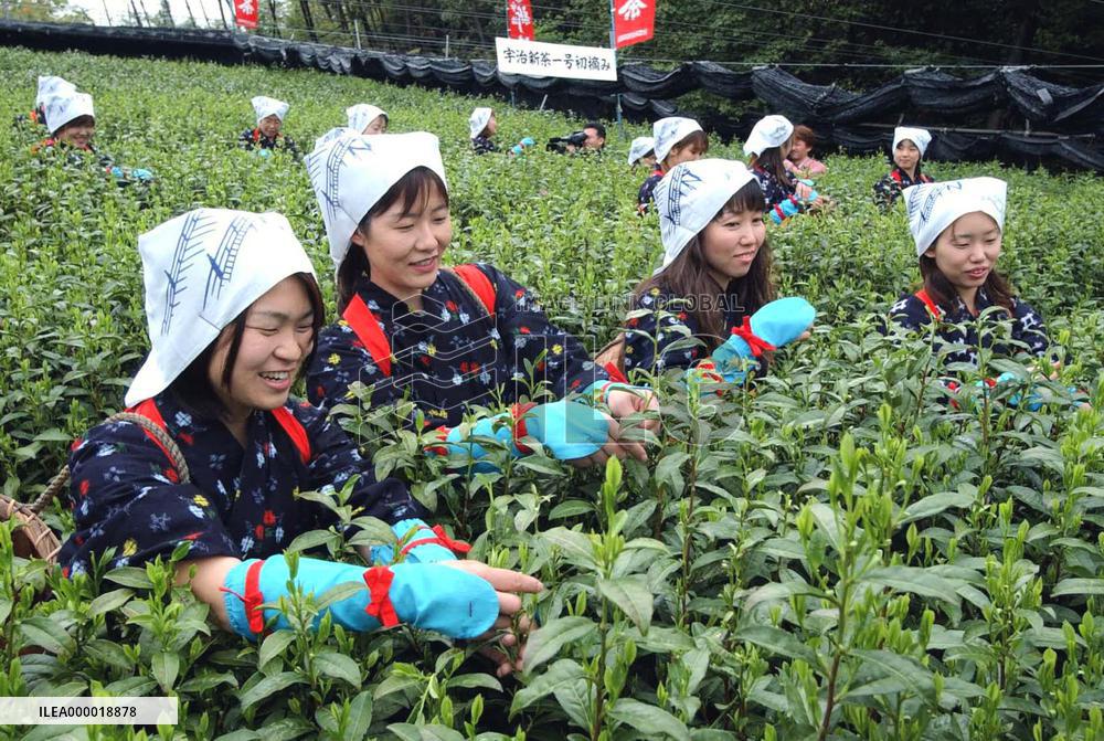 Tea picking season begins