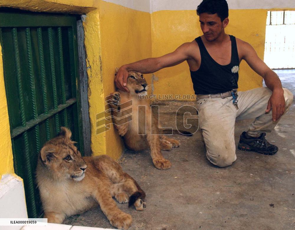 (1)Baghdad zoo looted
