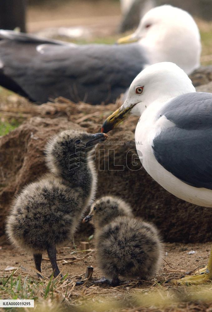 Black-tailed gulls rear babies in Aomori