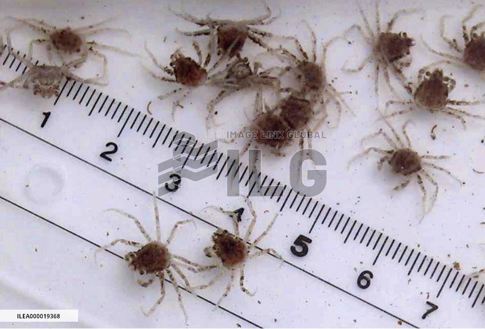 Japan fishery farm succeeds in hatching snow crab