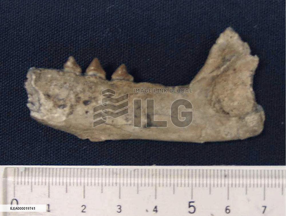 World's oldest fossil of sea lion found in Nagano Pref.