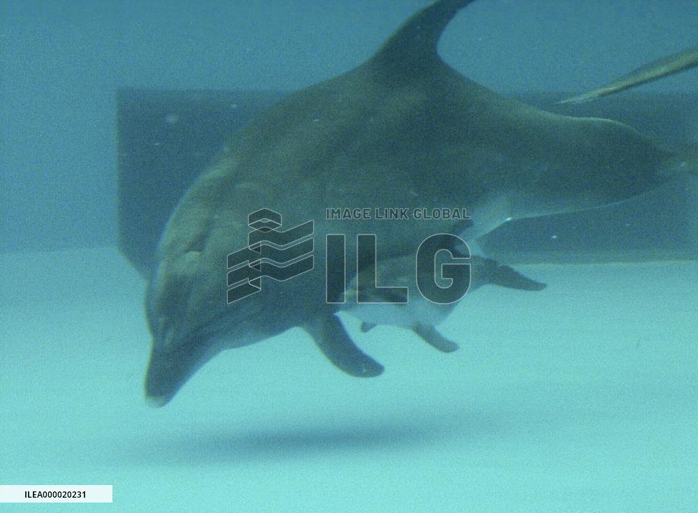 Baby dolphin swims with mother