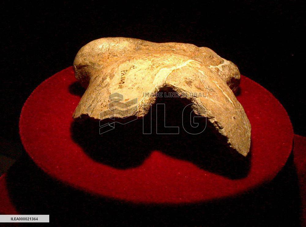 (1) Beijing Human fossil displayed