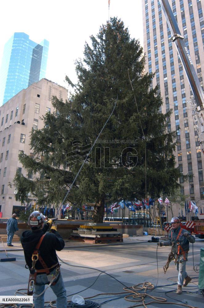 Chritmas tree set up in N.Y.'s Rockfeller Center