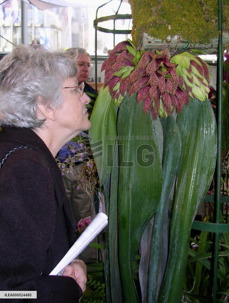 Stinky flower takes top prize at New York orchid show
